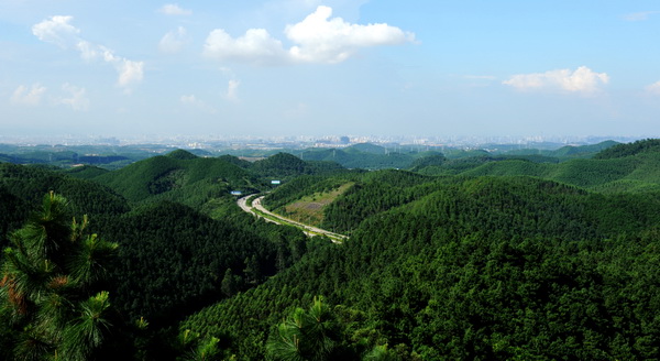 七坡林场图片